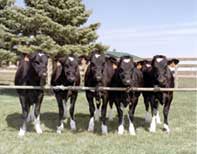 Cloned Cows