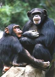 Two Chimps