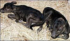 Twin Calves