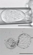 Human Embryonic Stem Cells from 8-cell Blastocyst in Nature