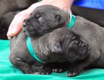 Two Cloned Puppies