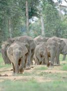 Borneo Elephants