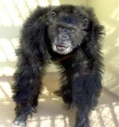 Clint, at the Yerkes National Primate Research Center