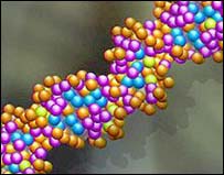 Double-Stranded DNA