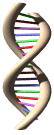 Dynamic DNA