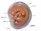 Embryo [2 - 8] weeks