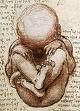 Sketch of fetus in the womb by Leonardo da Vinci