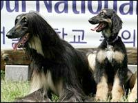 Snuppy, First Cloned Dog (R)