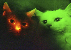Glowing Cat (L)