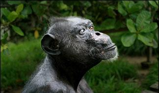 Grigoire, African Chimp