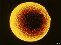 Ovarian Stem Cell