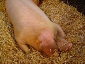 Chinese Pigs Glow in UV Light