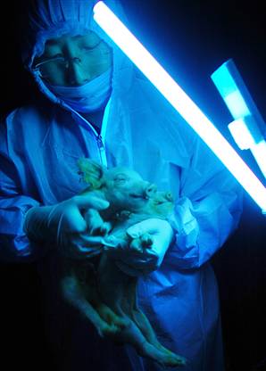 Chinese Pigs Glow in UV Light