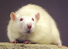 Ralph, the first cloned rat