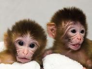 Twin Monkeys: Mito and Tracker