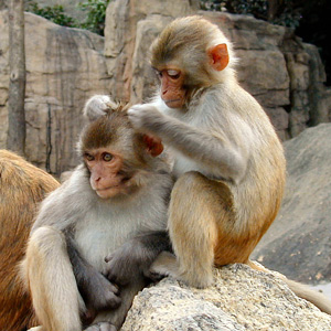 Rhesus Monkeys Grooming