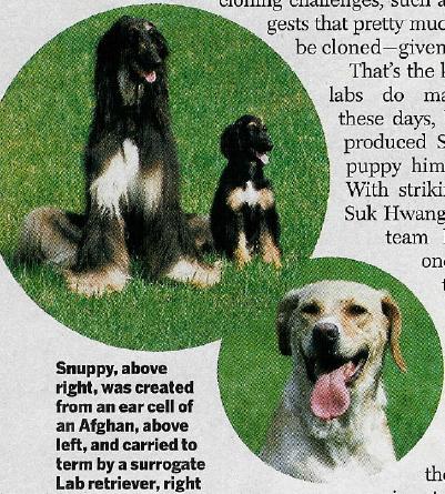 Snuppy with Male Donor (Adult Afghan) and Surrogate Mother (Labrador Retriever)