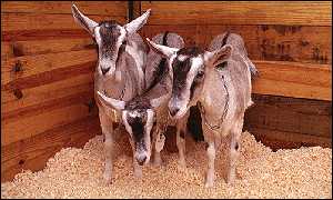 Three Cloned Goats