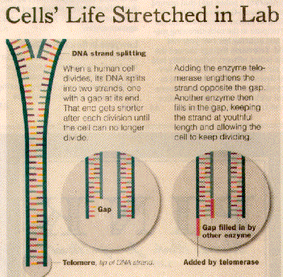 Telomeres